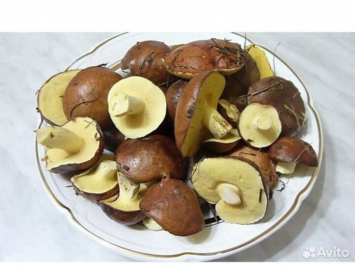 Грибы рыжики, и маслята, свежие, сбор под заказ