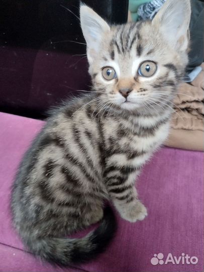 Продаются котята