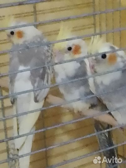 Попугай Карелла птенцы