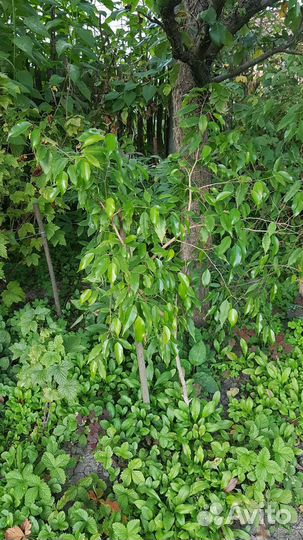 Фикус бенджамина большой