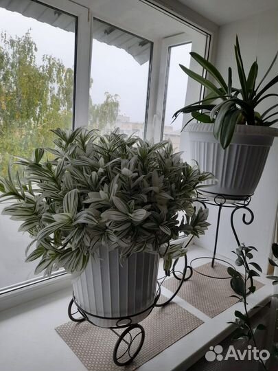 Комнатные растения цветы большие