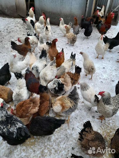 Яйца домашних кур