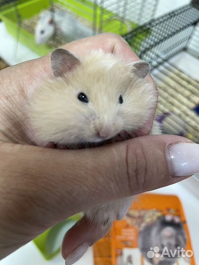 Сирийский хомяк