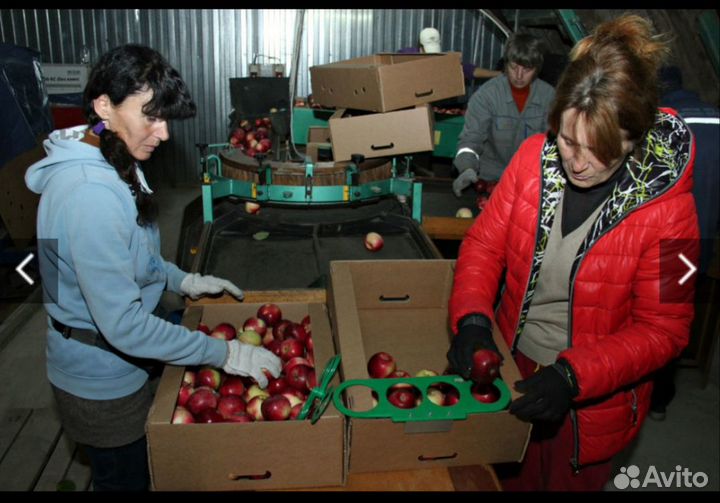 сортировщик фруктов на складе. переборщица фруктов и овощей. сортировщик овощей. сортировщик овощей. переборка овощей и фруктов.