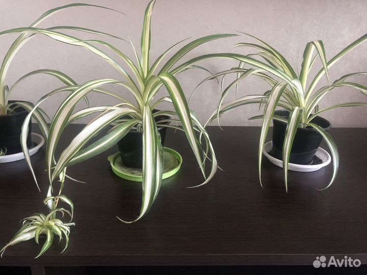 Хлорофитум