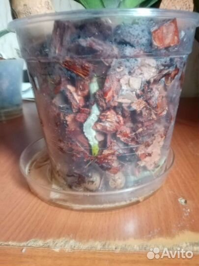 Орхидея Каменная роза