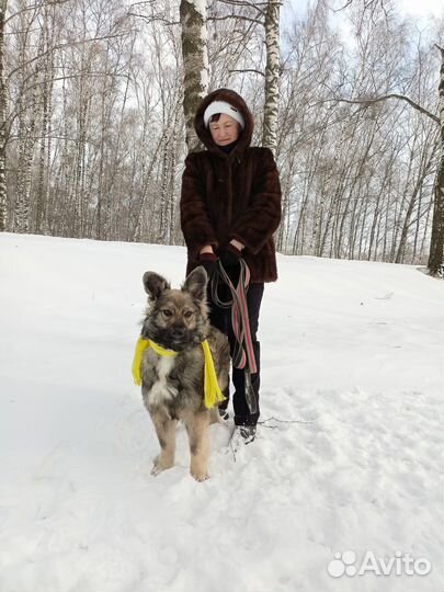 Кузьма - щенок из приюта ищет семью