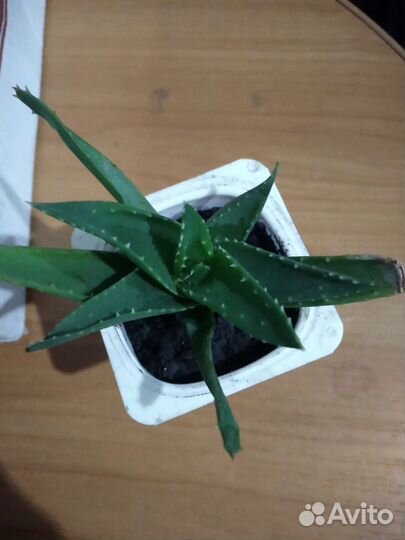 Алоэ столетник