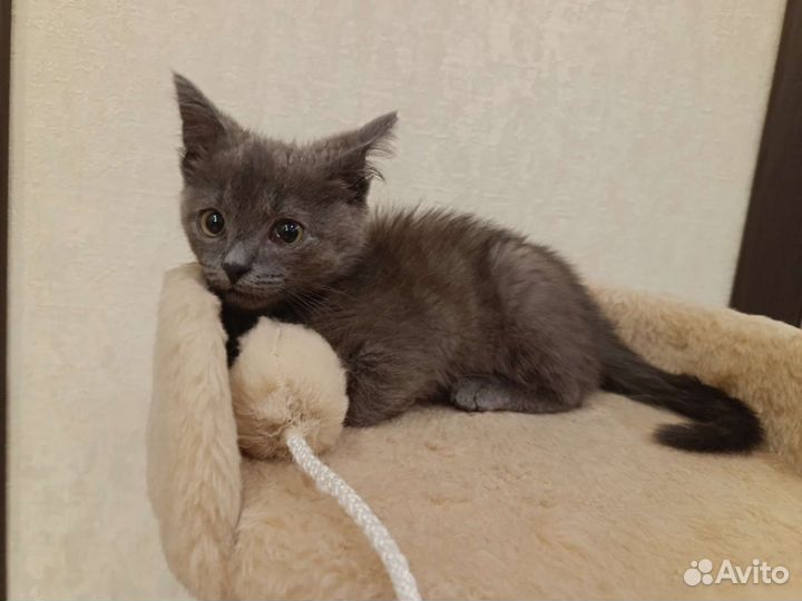 Котенок в дар