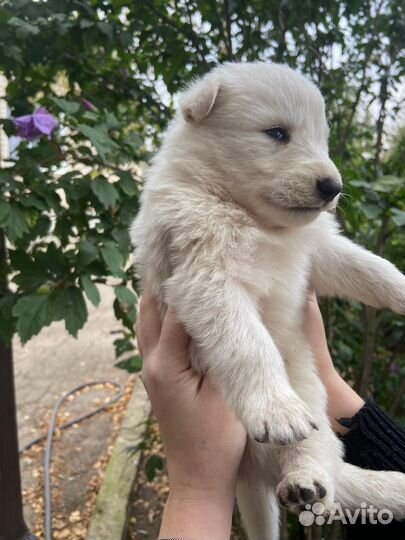 Щенки белой швейцарской овчарки бшо