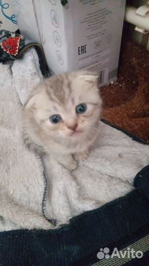 Котята отдам бесплатно