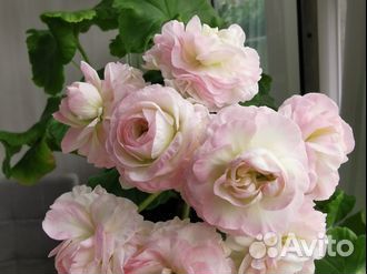 Пеларгония герань та Эммануэль