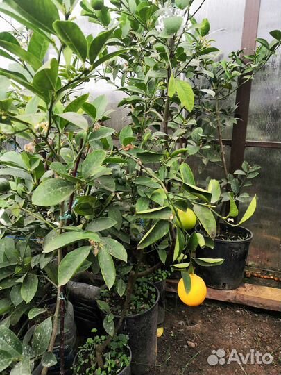 Саженцы лимона Мейера
