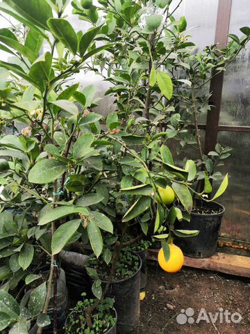 Саженцы лимона Мейера