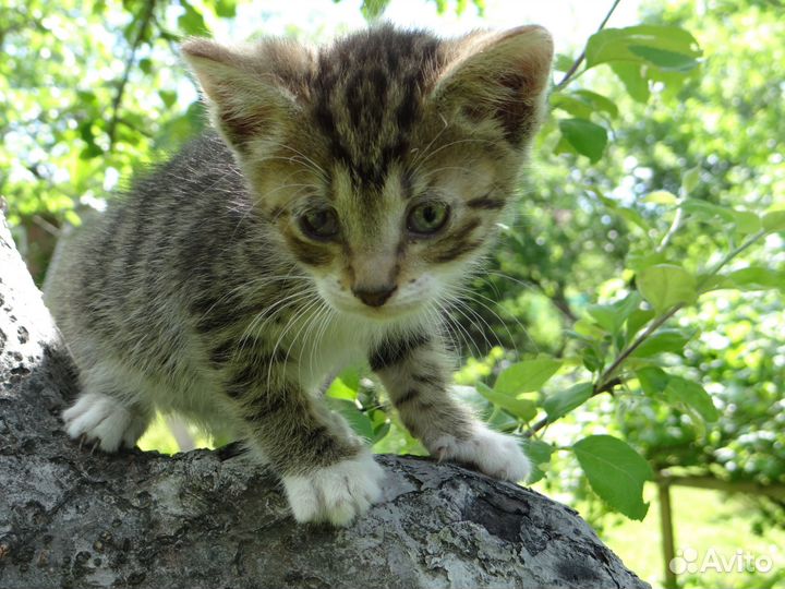 Котёнок Вова