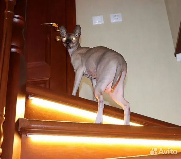 Подсветка лестницы. Умная подсветка лестниц