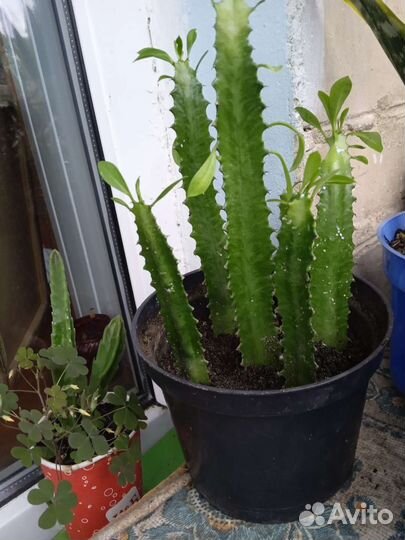 Хавортия извилистая, др комнатные растения