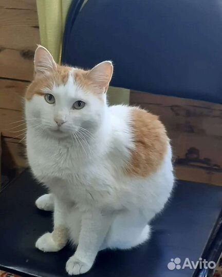 Кошка в дар