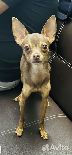 Кобель для вязки русский той-терьер