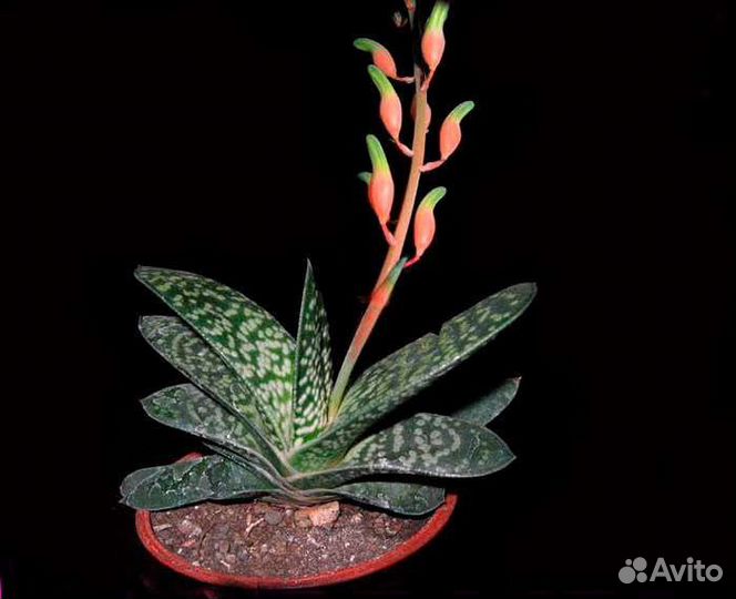 Алое Гастерия Хатиора Рипсалис Крестовники