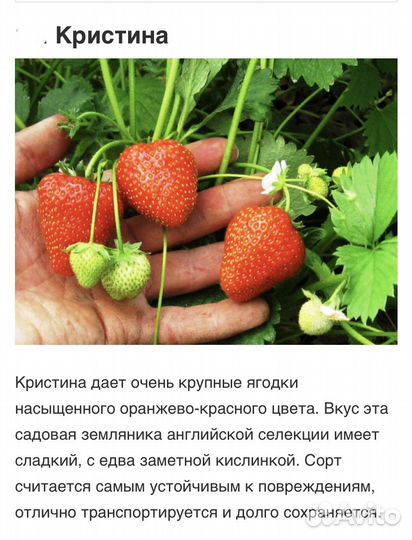 Саженцы клубники