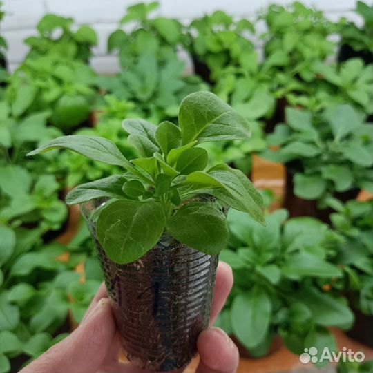 Петуния ампельная