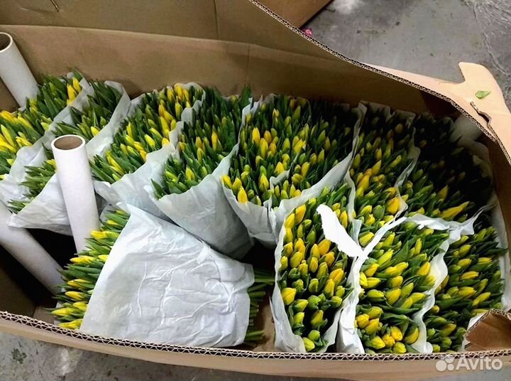 Тюльпаны оптом