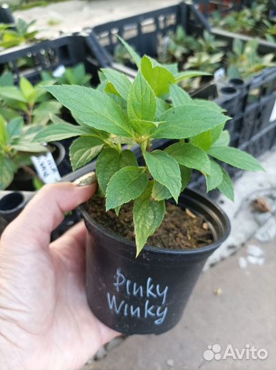 Гортензия Пинки Винки