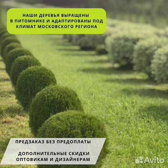 Туя западная шар