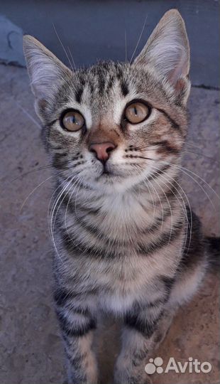 Красивые маленькие котята замерзают,мышеловы