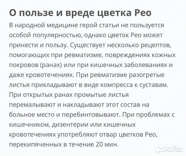 Рео разноцветное