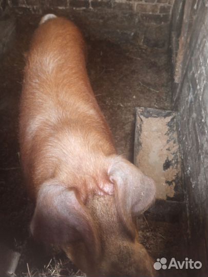 Хряк на племя