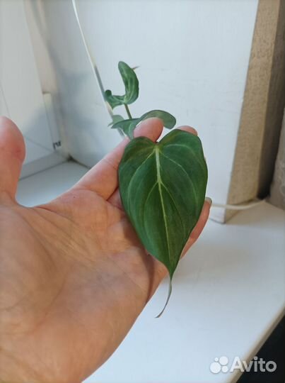 Филодендроны, замиокулькас Зензи, гипоэстес и др