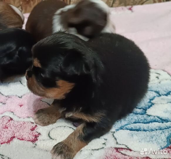 Чихуашечки