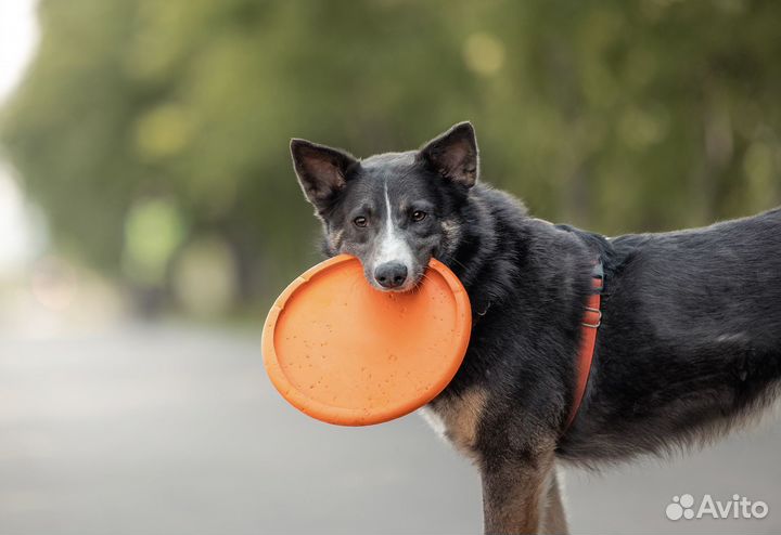 Собака ищет дом