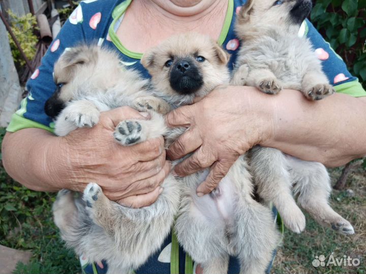 Щенки шпица