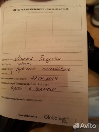 Спаниель Моня в дар