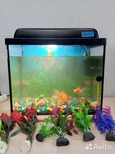 Аквариум с рыбками