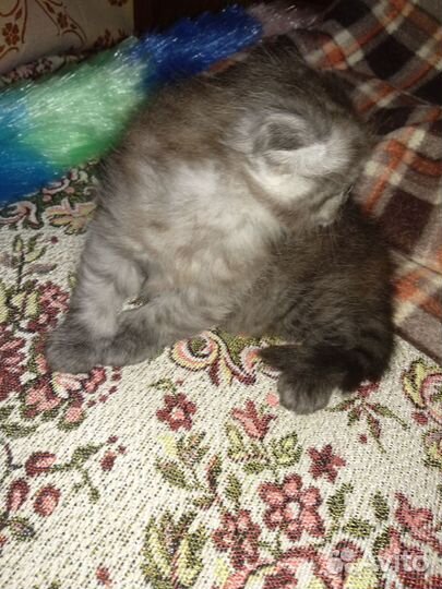 Шотландские вислоухие котята