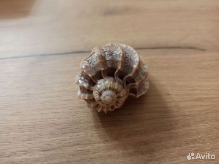 Морская раковина