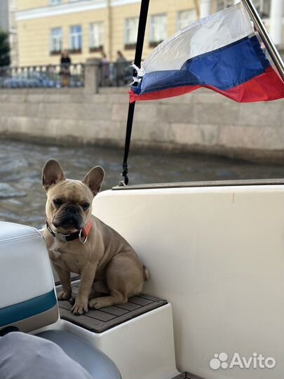 Французский бульдог кабель вязка
