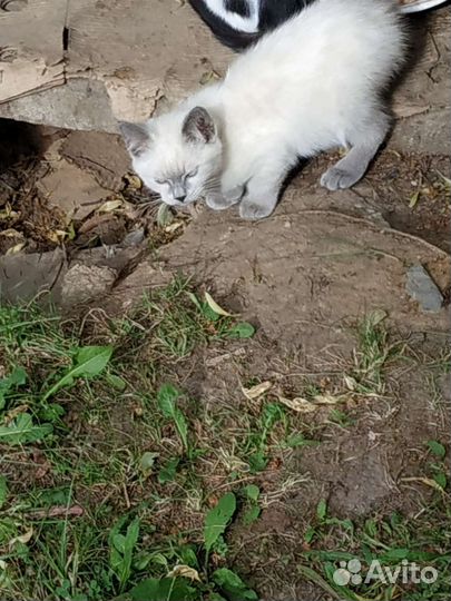 Милые брошенные котята в добрые руки