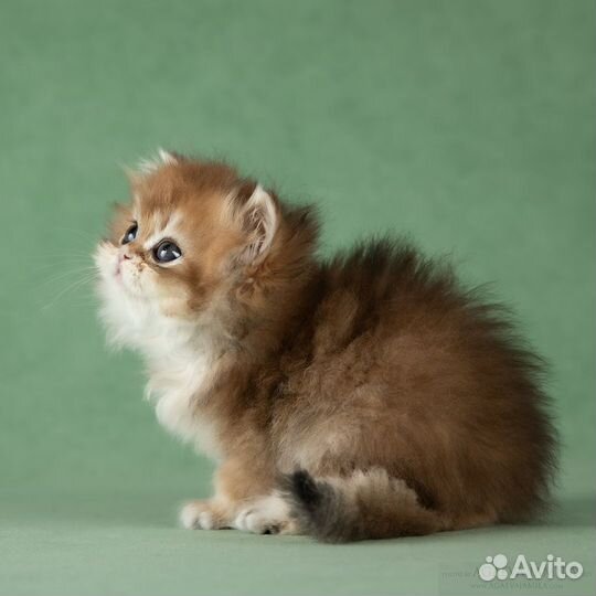 Котята золотые британские шиншиллы