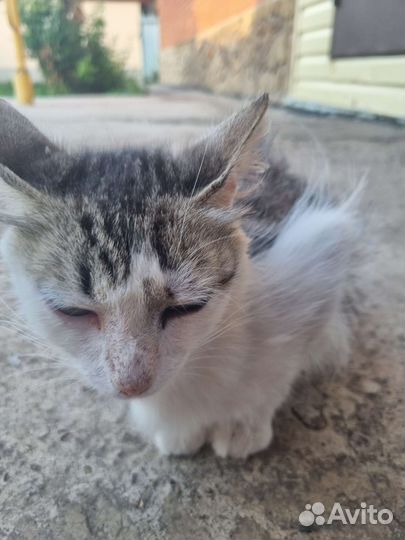Котята в дар