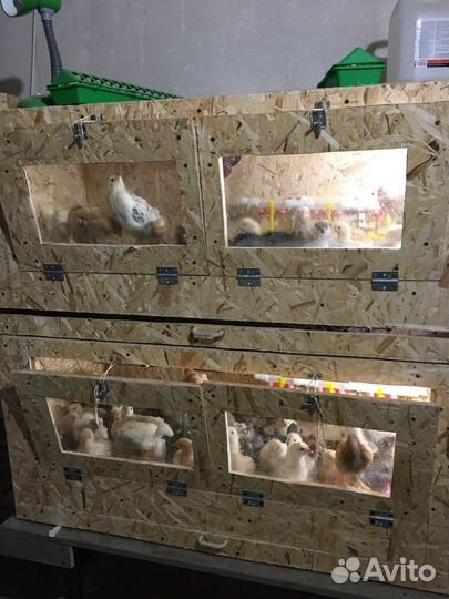 Брудер для цыплят новый