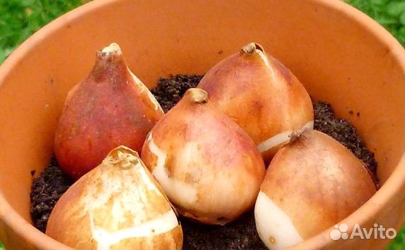 Луковицы тюльпанов для выгонки