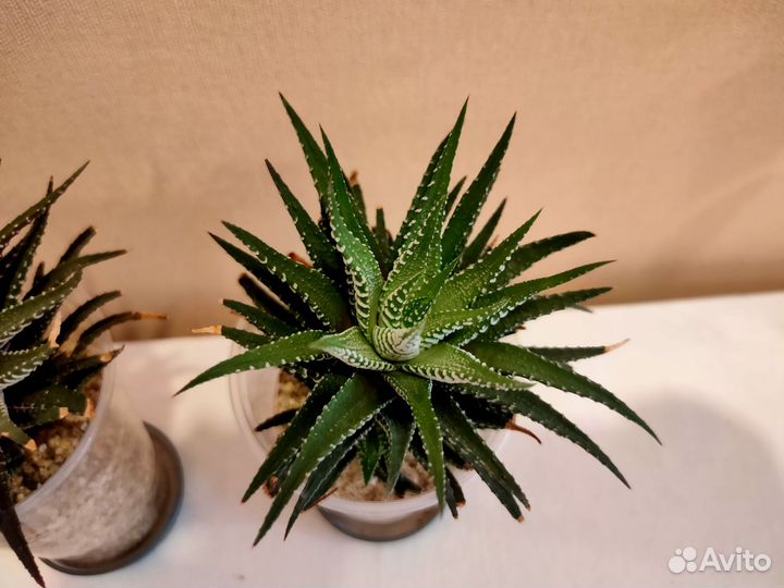 Хавортия (чуть покрупнее)