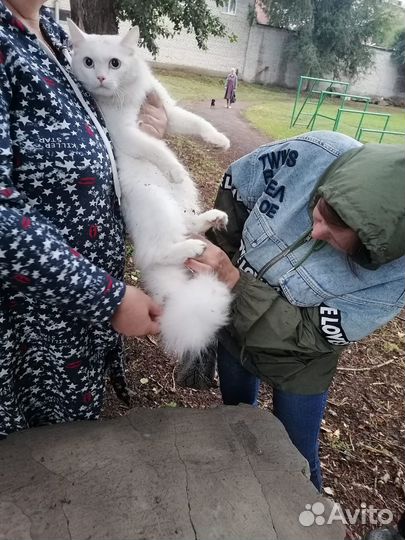 Кот Пуша, кастрирован