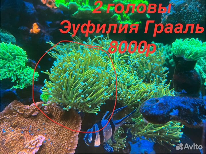 Морские живые кораллы часть2