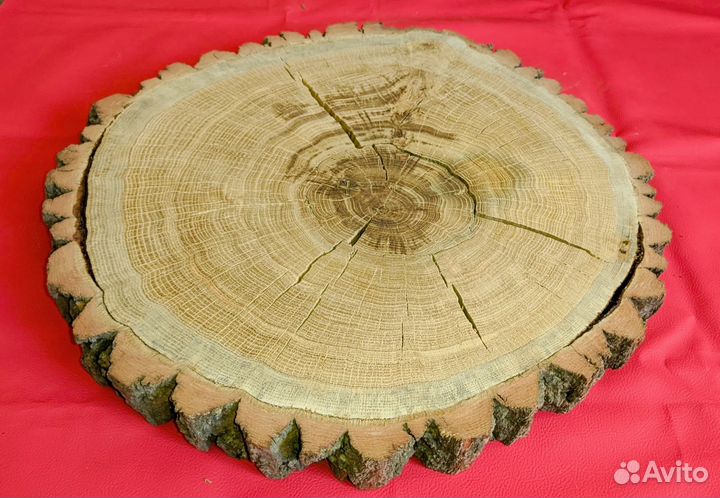 Спилы срезы дуба и берёзы